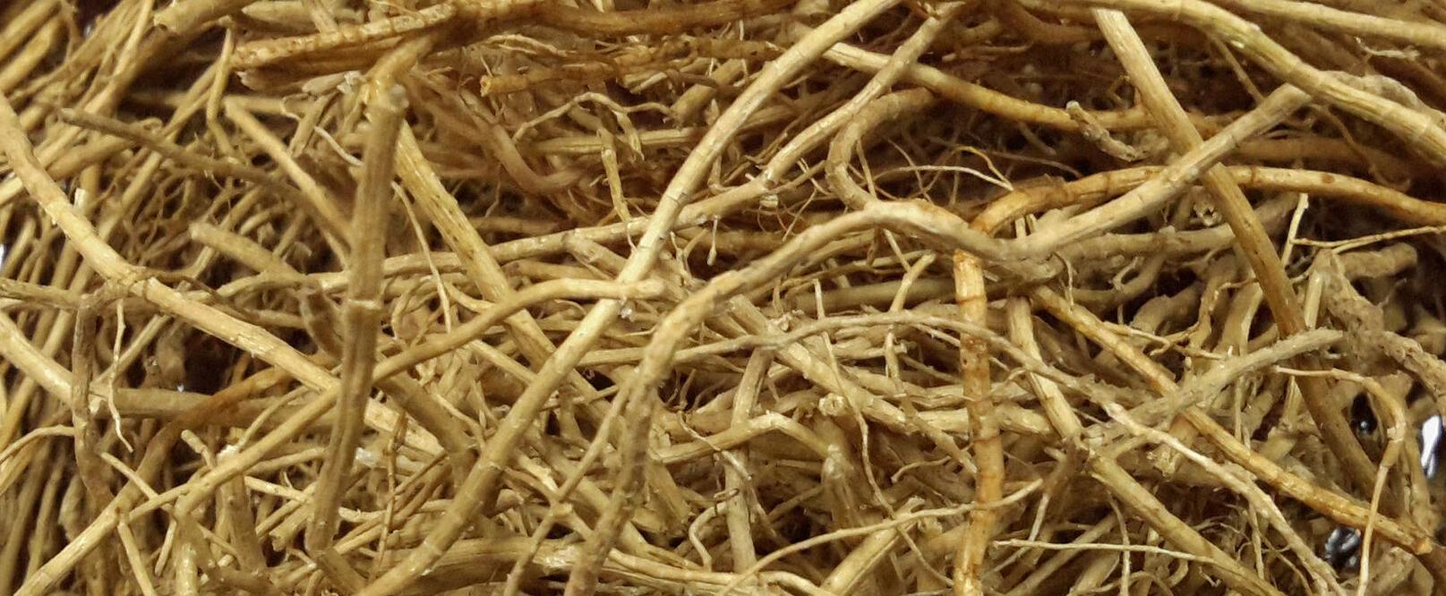 The Very Varied Vocations of Vetiver