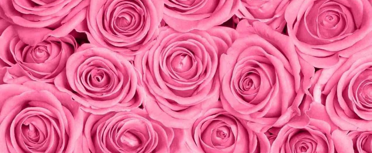 An ode to rose