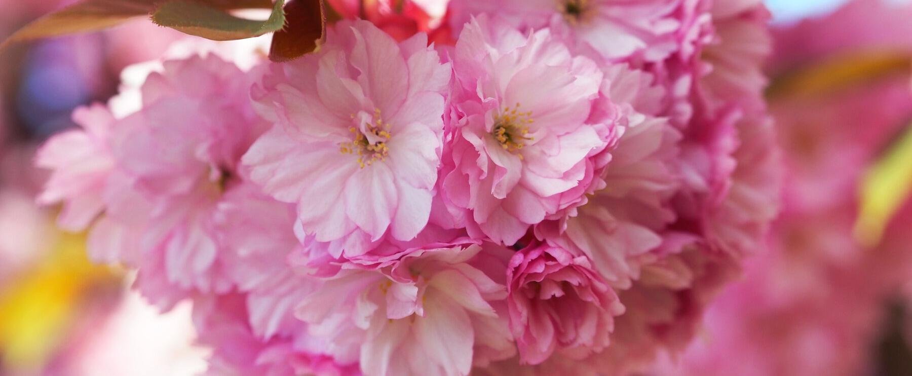 Auf der Suche nach der schönsten Kirschblüte
