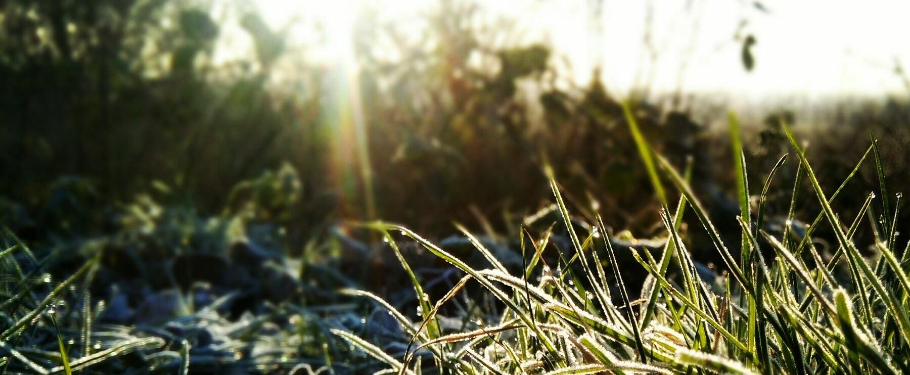 Faszination Duft: Parfum als Zeichen des Lebens