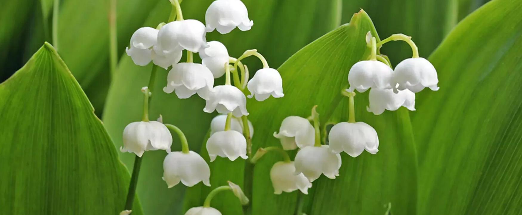 Convallaria - der Mai ist da! 