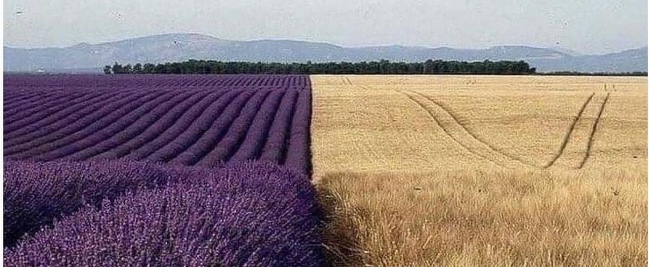 das Lavendeltal