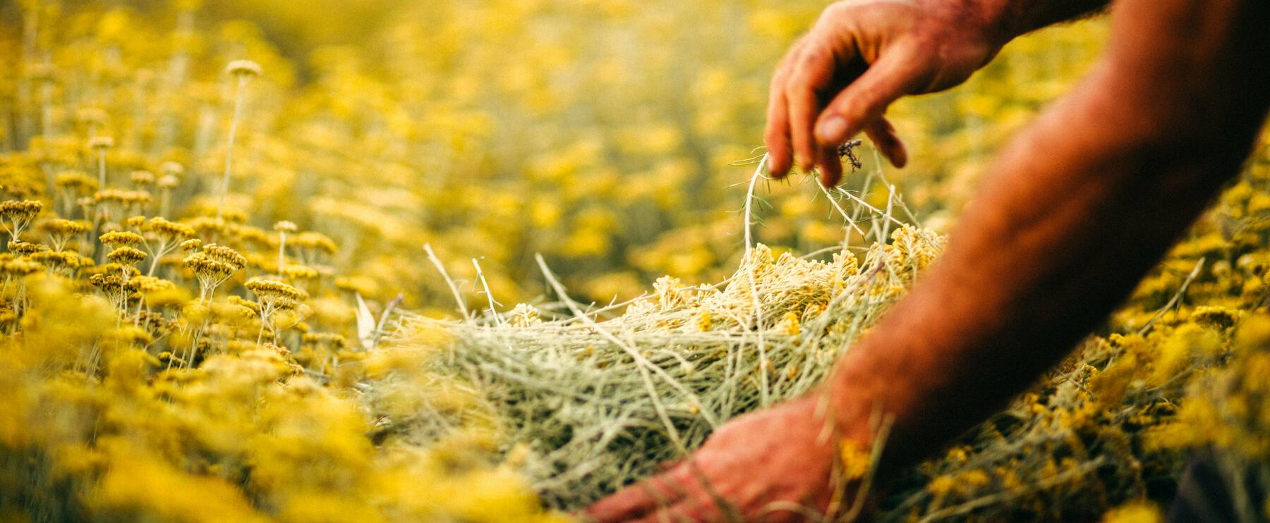 Ecological Perfumery: Carta Fragrances