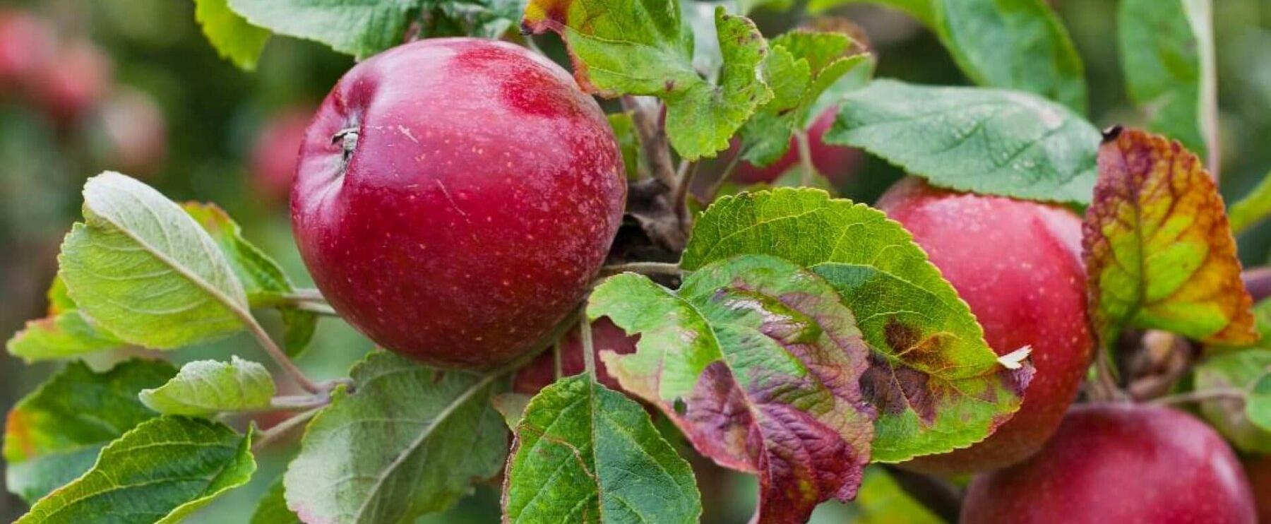 Schön Stöffchen PART X: Angebissener Apfel