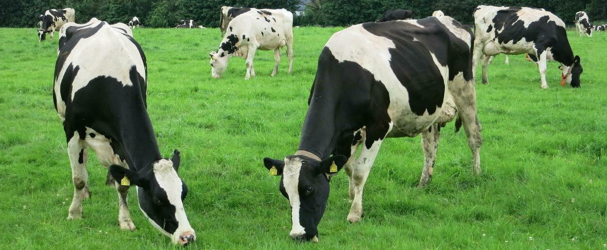Cow - ein Interview mit Nathalie Feisthauer