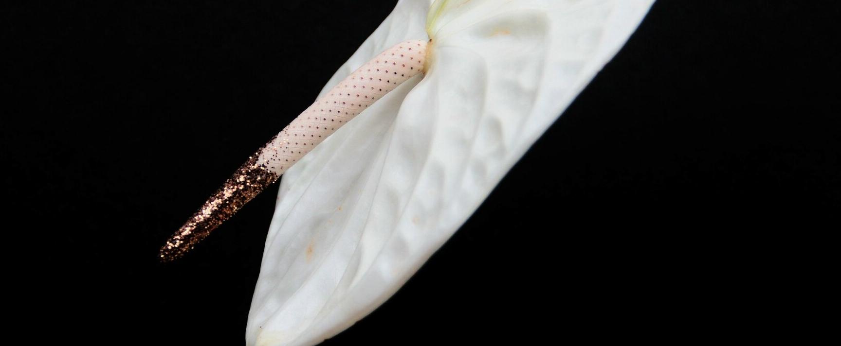 Pheromone in Düften - Lockstoff der Begierde? Oder einfach nur Plazebo?