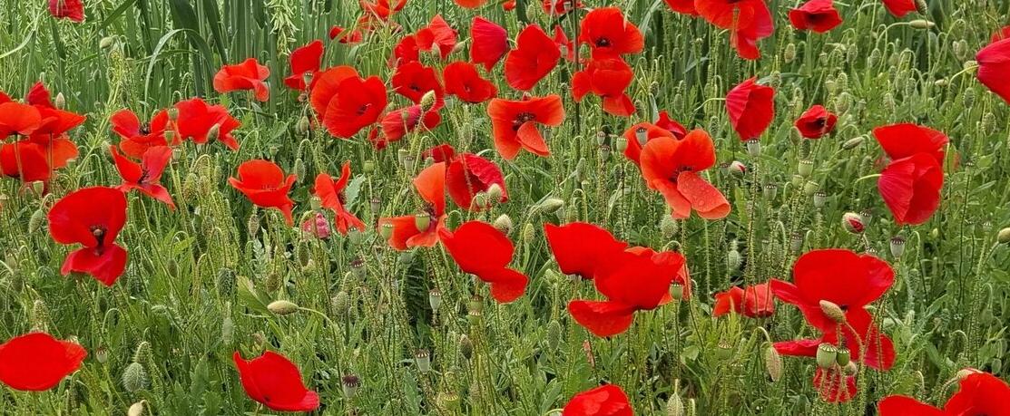 Bühne frei! - 15 zauberhafte Duftbekanntschaften aus Spanien