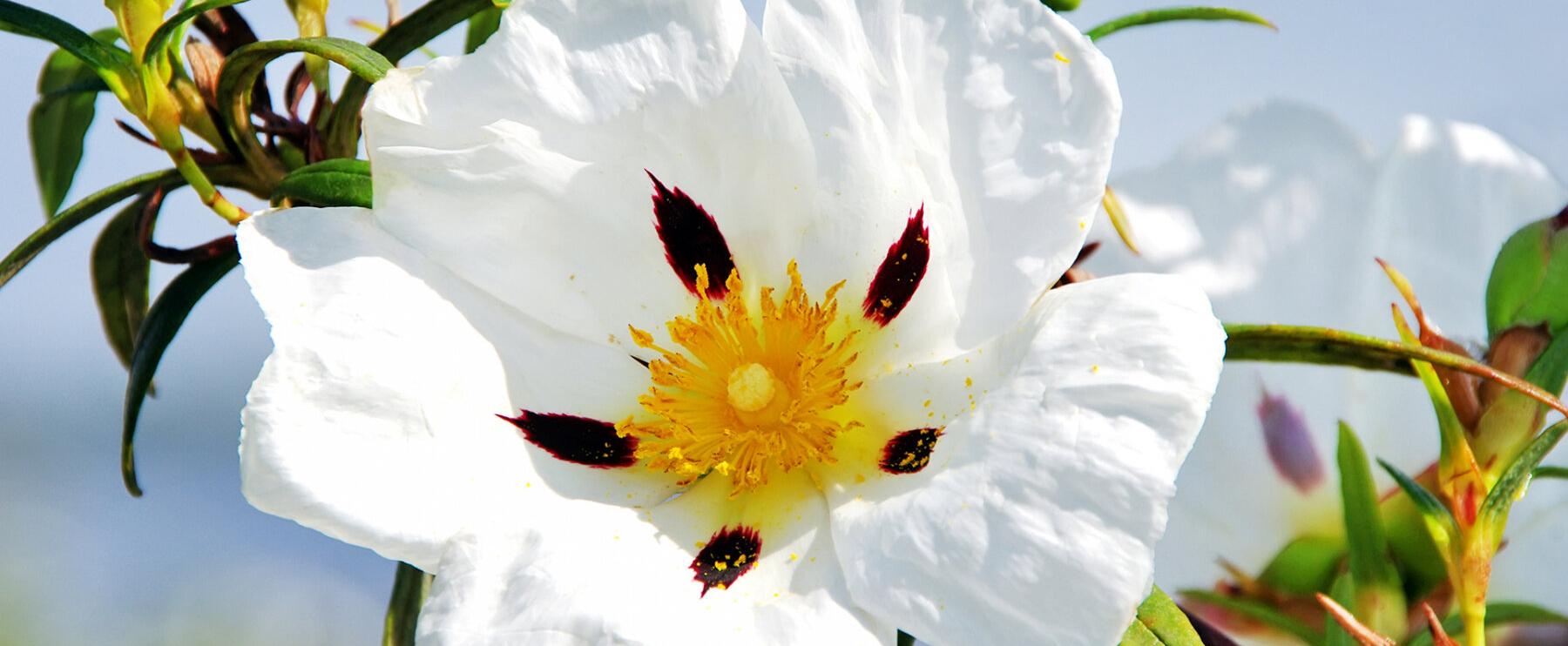 Beautiful stuff PART I: chimera labdanum 