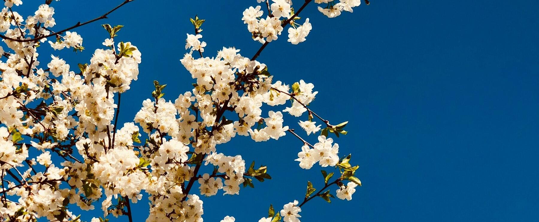 es wird Frühling....