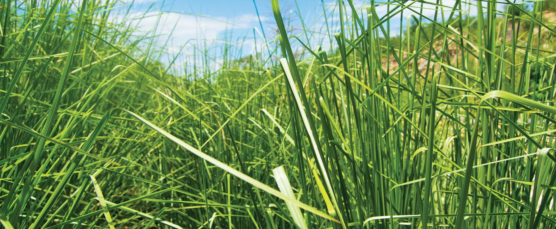 Schön Stöffchen PART XI: Schnittiger Vetiver