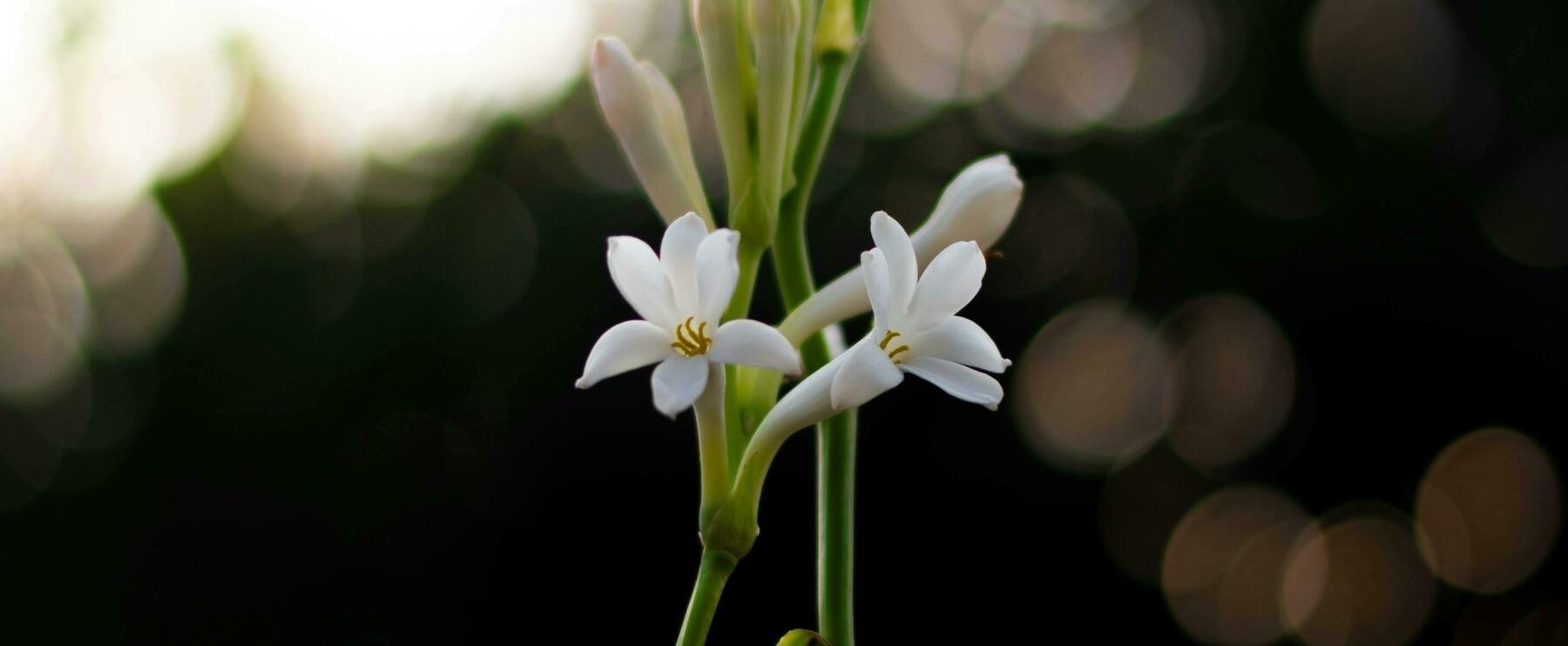 Die mexikanische Urdiva - Tuberosa