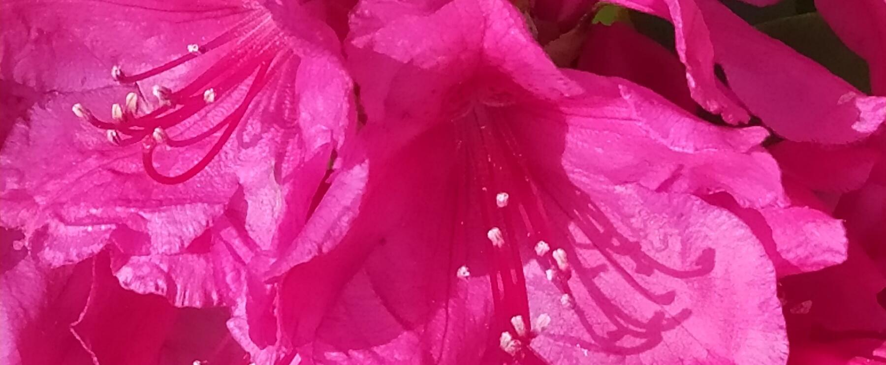 Mes amours à Grasse Teil 2 - Köln Tag 3: Flores und Fotos in der Flora 