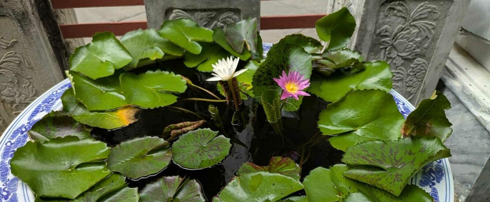 Thai Perfume Houses: MITH and Proad