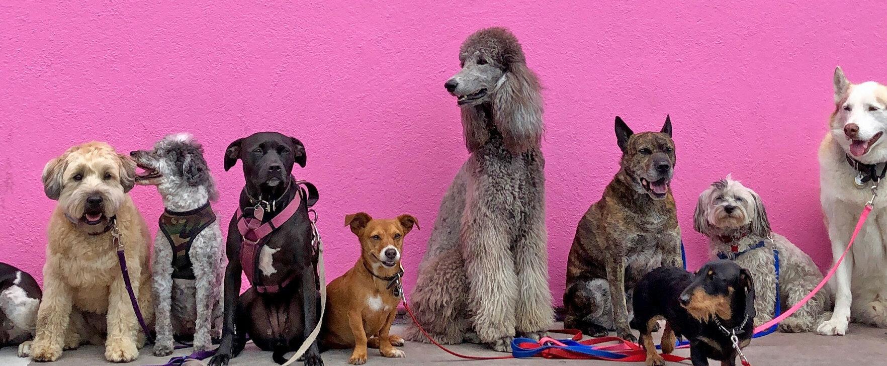 "Fefè" by Dolce & Gabbana: The Debate About the Brand's First Dog Perfume