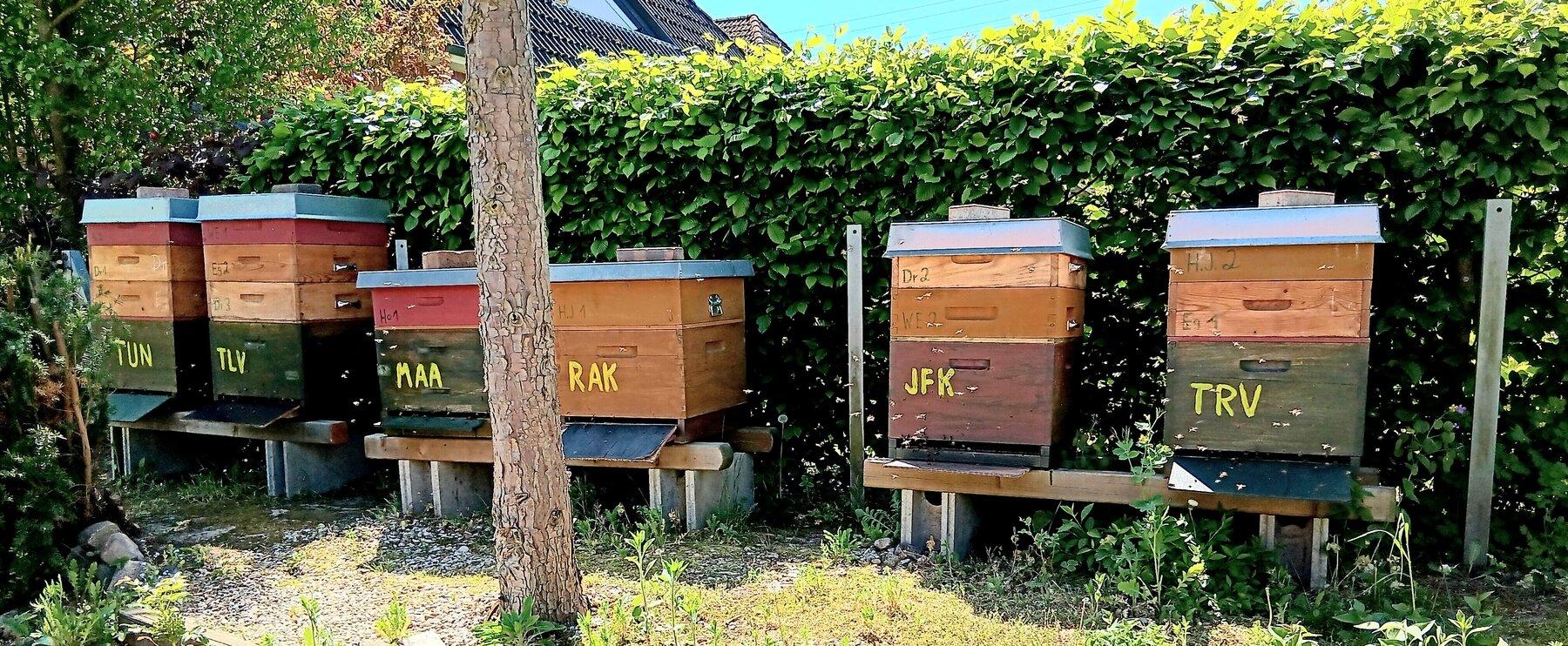 Die Imkerin soll kleben! - Honigbienen und Duft