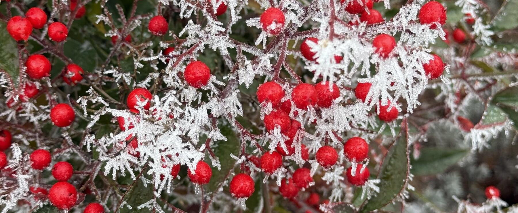From Hoar Frost to Silvery Nights: A Seasonal Scent Journey