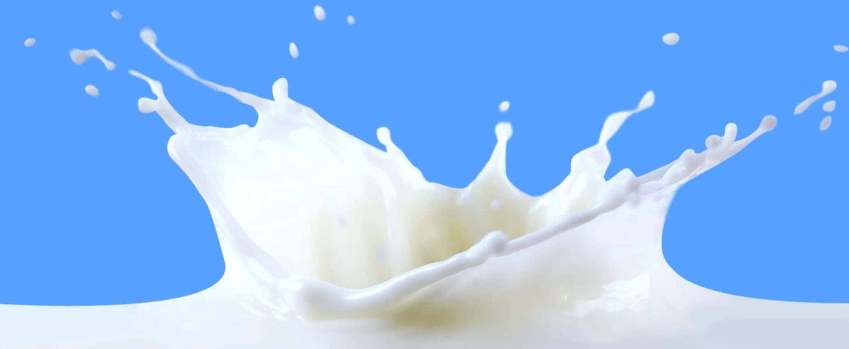 Milch, Milch, Milch und nochmehr Milch - wie eine Duftnote Geborgenheit und Sicherheit vermitteln kann