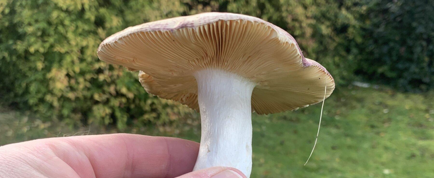 Risotto: der Pilz-Blog