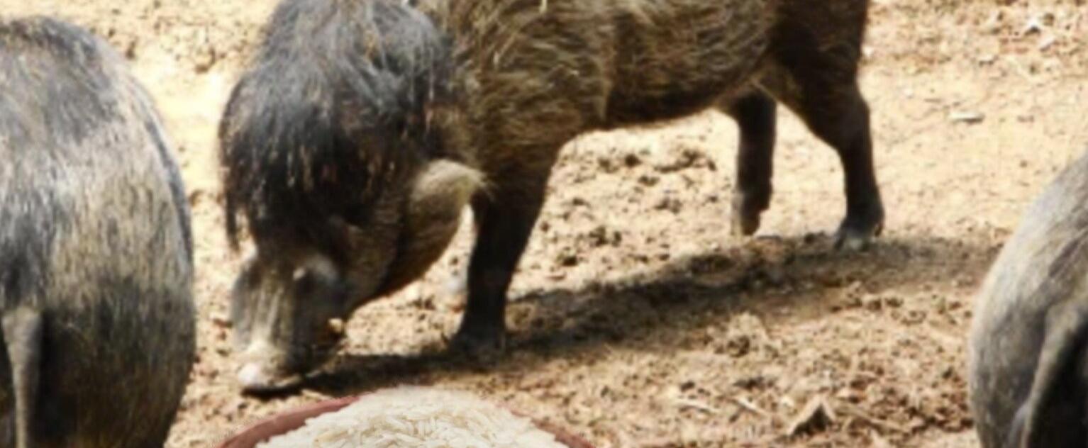 Von Wildschweinen und Milchreis – oder: warum tue ich mir das an ?
