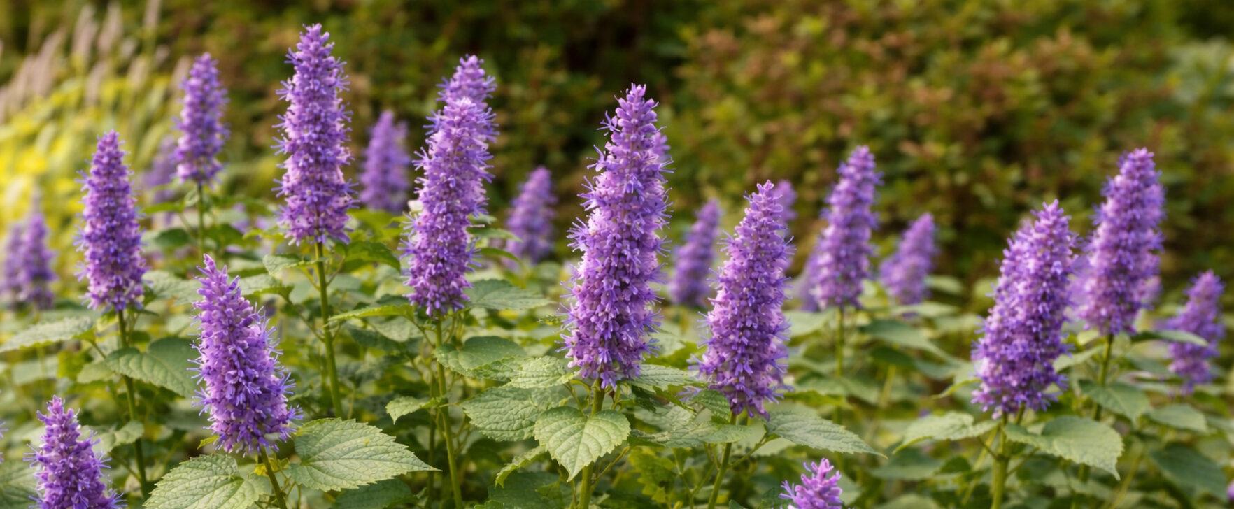 Auf den Spuren von Patchouli