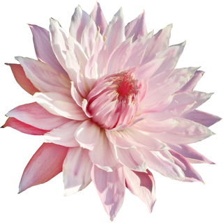 Amazonas-Riesenseerose