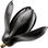 Black magnolia