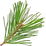 Stone pine