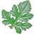 Acanthus