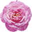 Moroccan rose