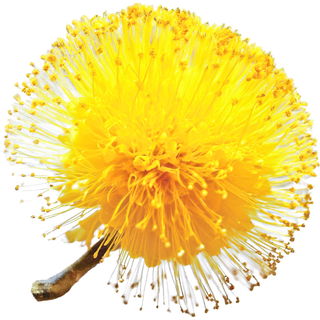 Blue wattle absolute