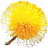 Blue wattle absolute