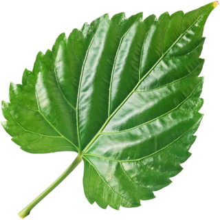 Hibiskusblatt