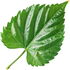 Hibiskusblatt