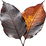 Charred leaves