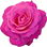 Velasquez rose