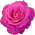 Velasquez rose