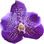 Midnight orchid