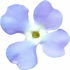 Gillyflower