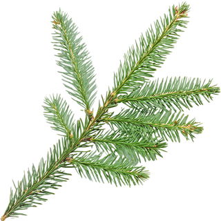 Himalaya spruce