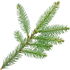 Himalaya spruce