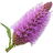 Liatris spicata