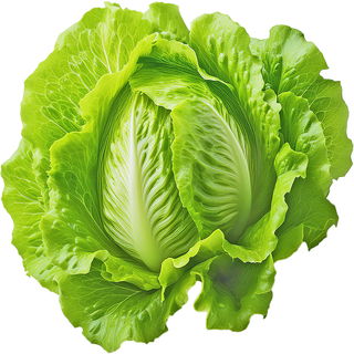 Lettuce
