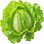 Lettuce
