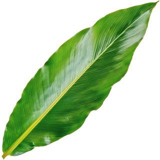 Ginger leaf
