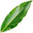 Ginger leaf