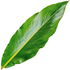 Ginger leaf