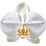 White orchid