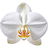 weiße Orchidee