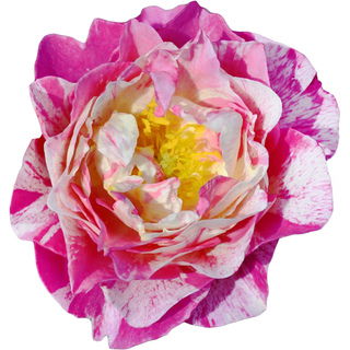Susan Rosalind Daniel® rose