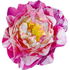 Susan Rosalind Daniel® rose